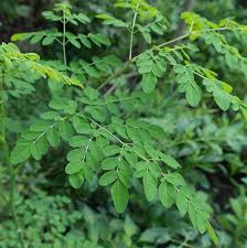 moringa